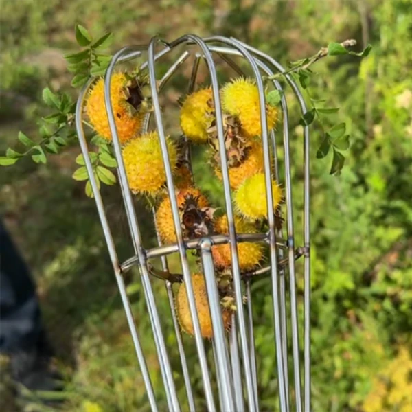 刺梨采摘工具不锈钢材质刺梨采摘神器