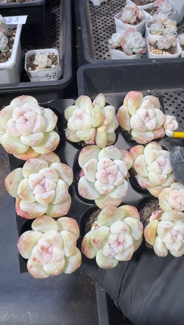 【闪购商品】60号到手1框--江北多肉