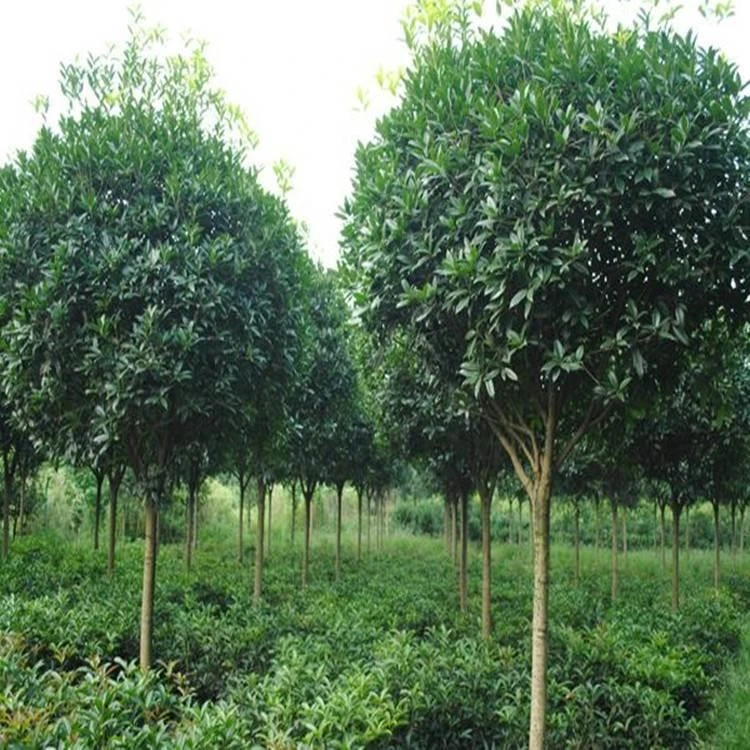 四季发财树高杆女贞树苗木庭院四季常青风景树大叶女贞树苗美满树