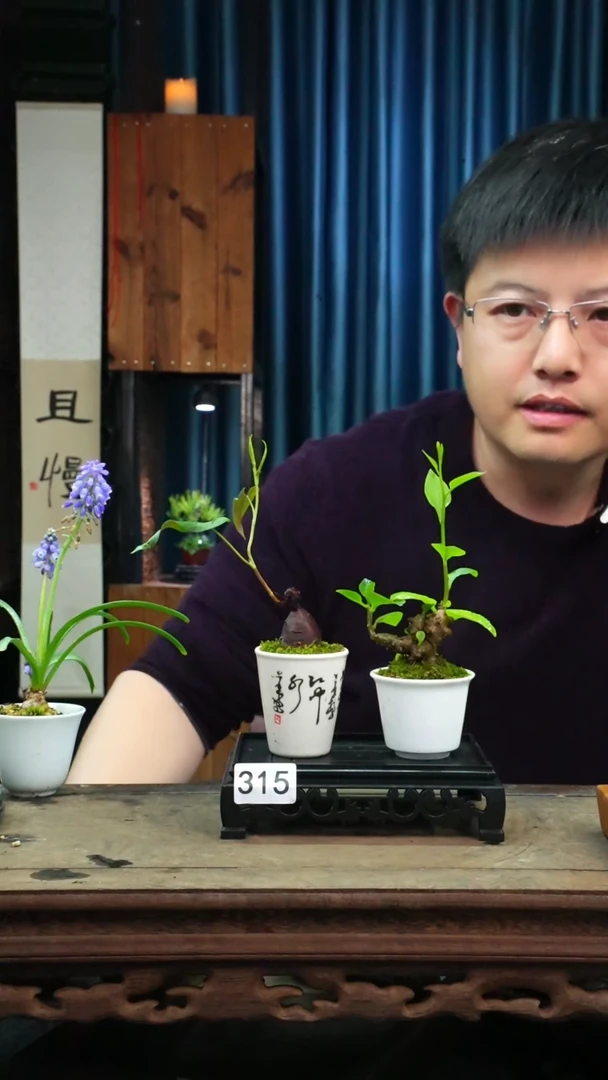 【闪购商品】苔藓微景观315号