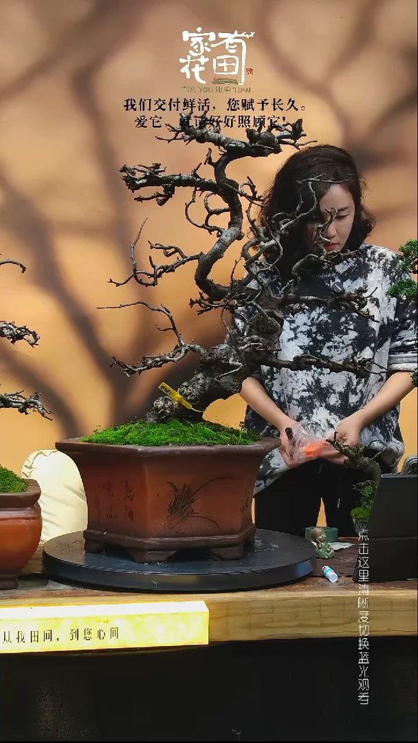 无花朵橙**生家有花田-老桩海棠