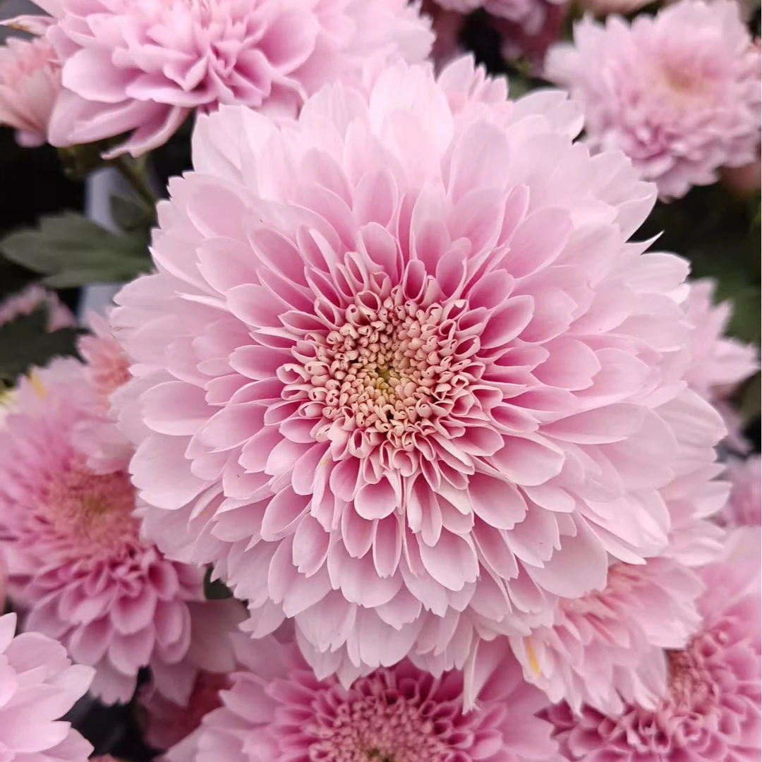 【多头奢香夫人卡林巴】荷兰菊盆栽  耐热耐寒多年生  新手易养护