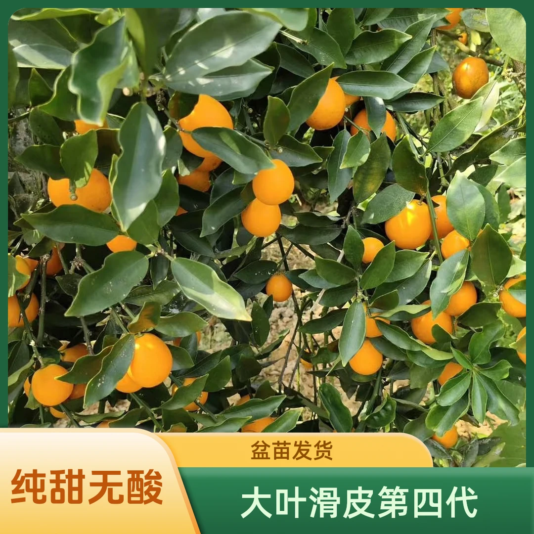 正宗大叶滑皮第四代嫁接苗盆栽柑橘果树苗发货庭院种植