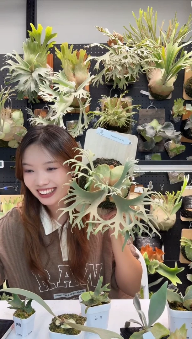 无花朵珍妮组培苗