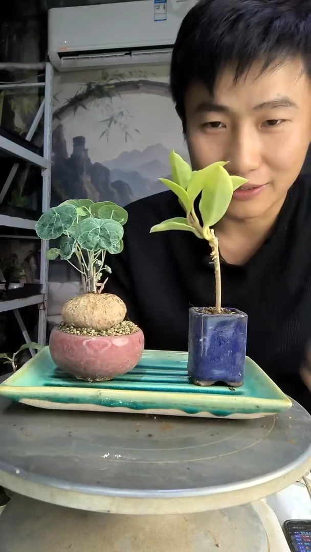 l***r中青园艺一物一拍251