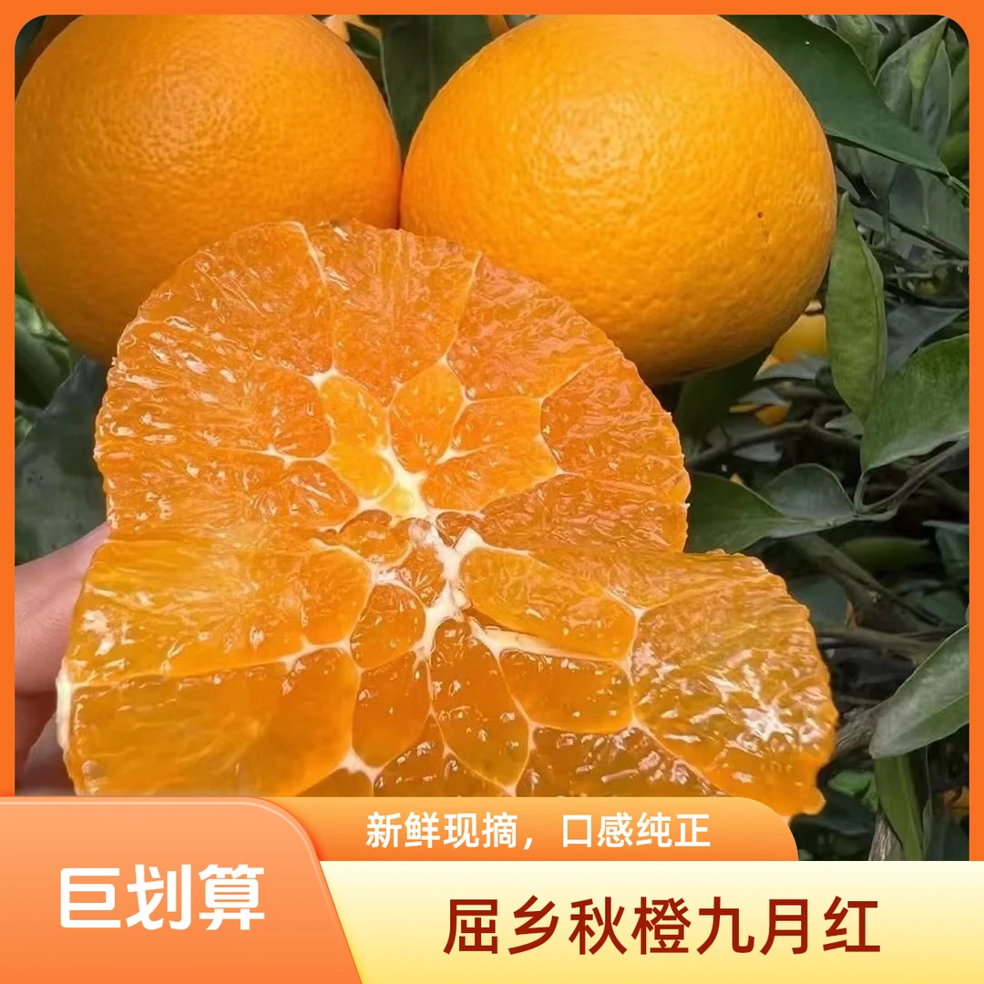 秭归江边九月红/三峡补丁橙/果园直采直发/个头不大/5斤坏果包赔