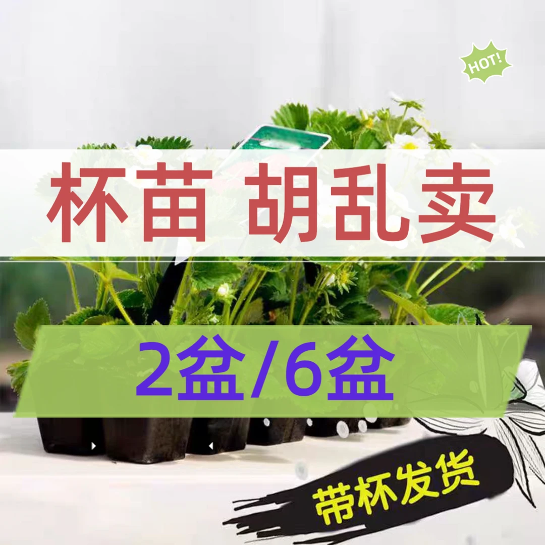 【杯苗带盆带土】草莓苗庭院室内外可种植草莓苗带盆带土
