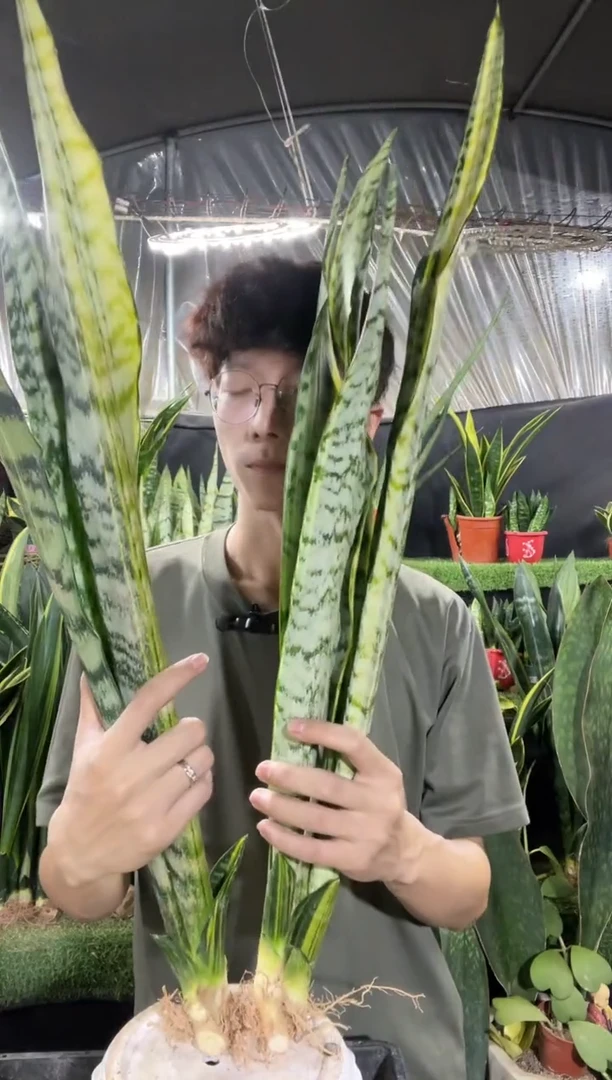 金凤凰裸根1棵76.8裸根