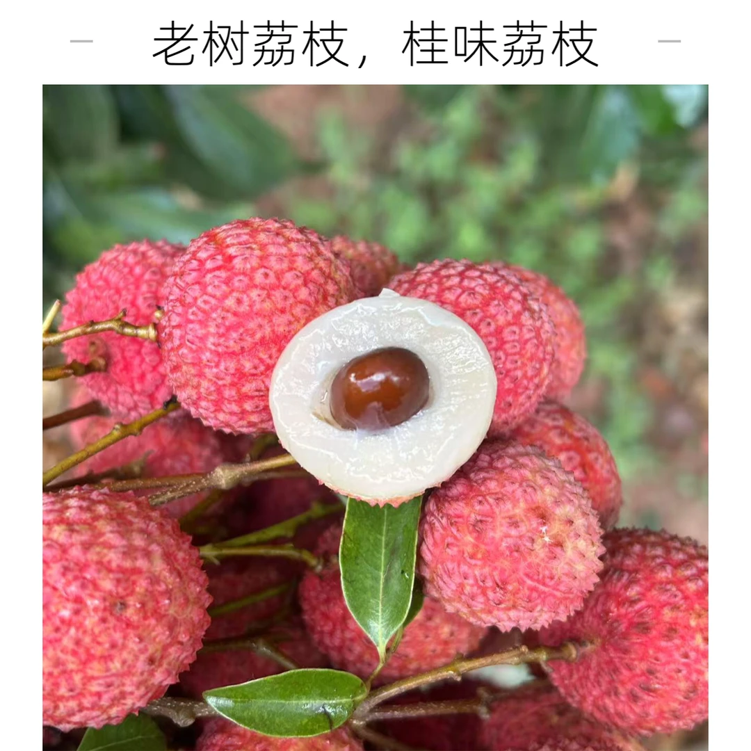 新鲜采摘老树桂味荔枝3斤净重当季水果