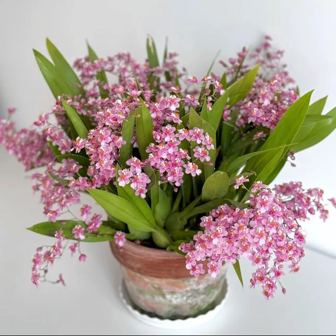 粉色梦香兰 （保7支花剑）客厅室内盆栽 损坏10%不售后