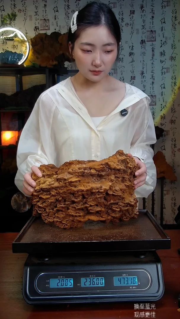 松针层孔菌中国大陆【藏区 野生】松树桑黄（3.83斤）50-60年份