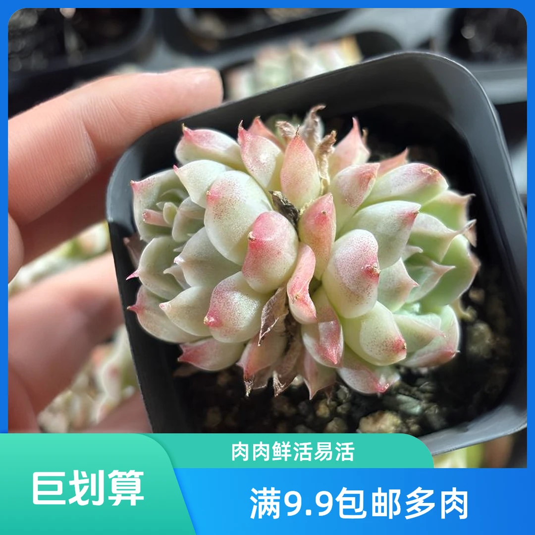 满9.9包邮颜如玉多肉植物多头盆栽多肉