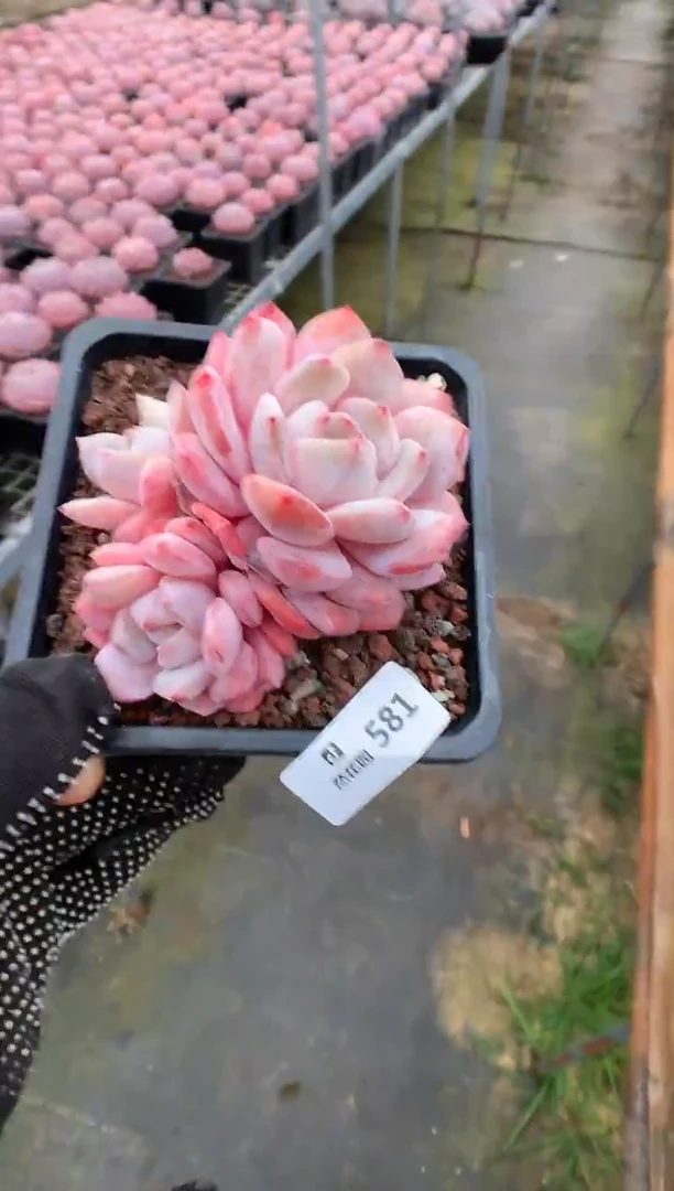 581星橙多肉植物一物一拍