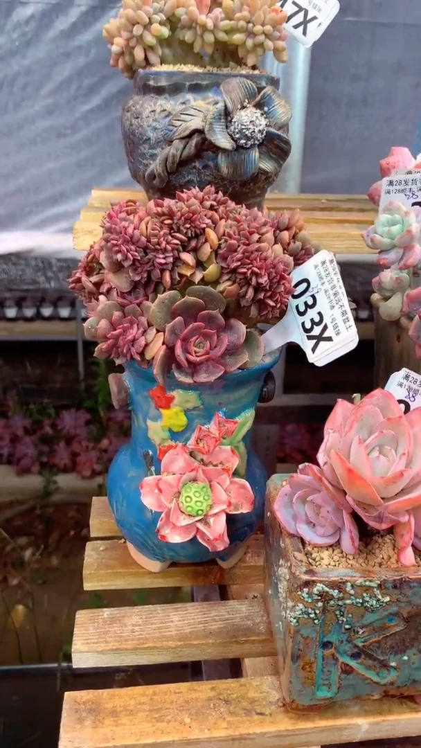 033X（一物一拍实付满28发货，默认不带盆土）