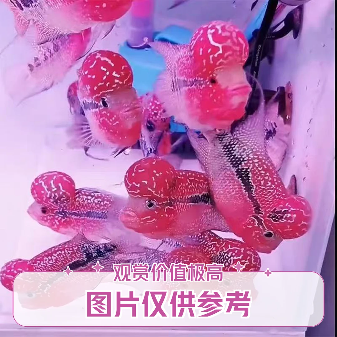 直播间罗汉鱼改价专拍链接1