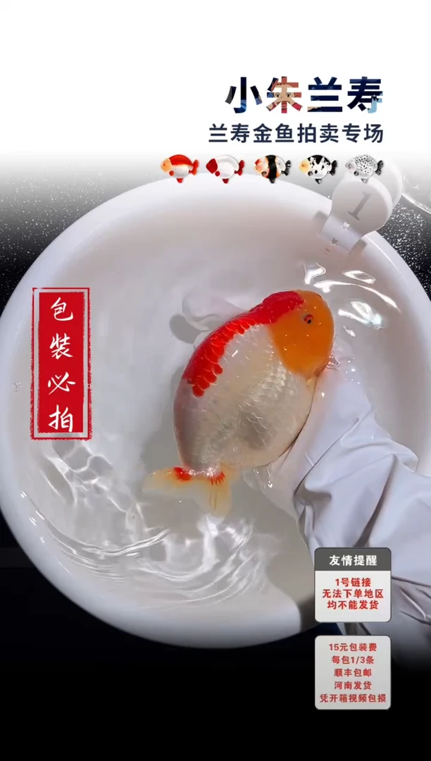金鱼包装必拍未拍顺丰到付1号