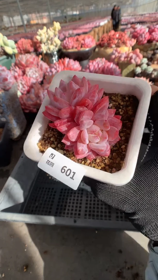 601雪天使一物一拍