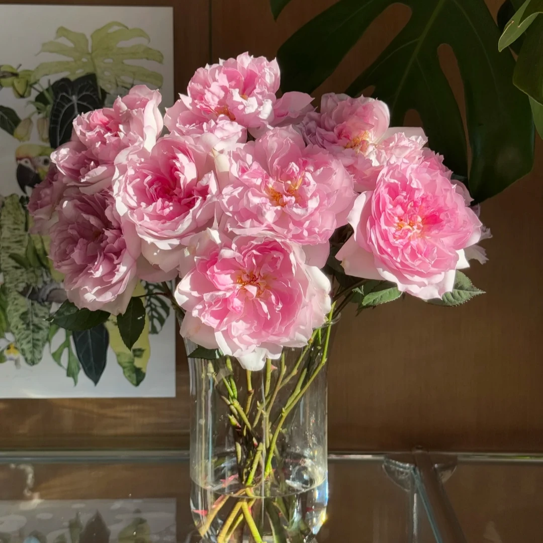 【夏利玛/浮月】玫瑰鲜花/花束 云南鲜花基地直发