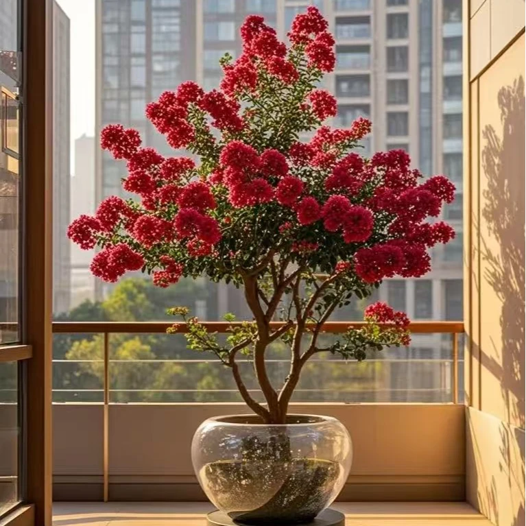 【顺丰送货上门高1米3到1米6】紫薇树棒棒糖带小花苞发