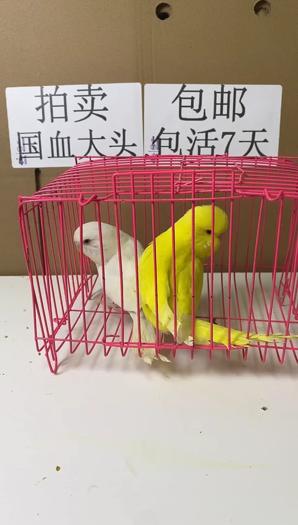 虎皮鹦鹉大头一对