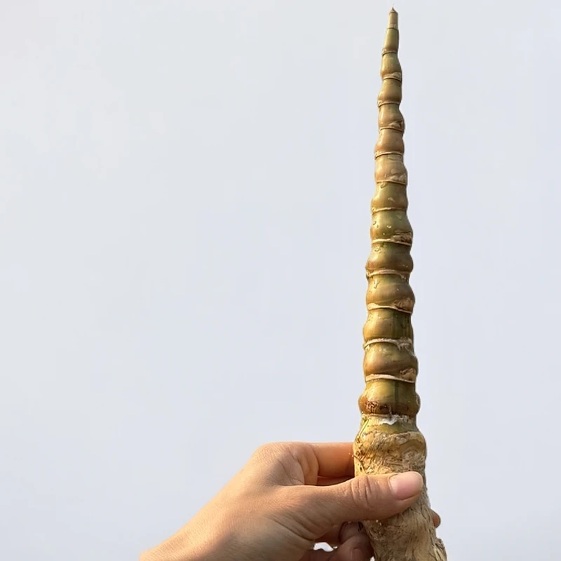 宝塔形矮化茶台黄金小佛肚竹一棵/不含盆