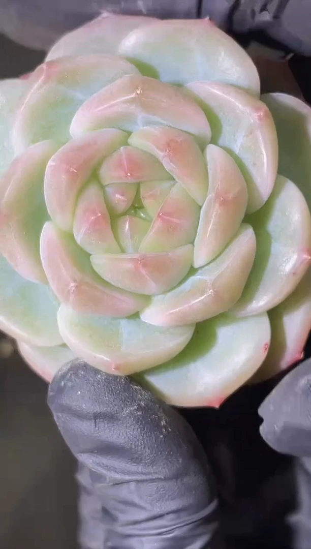 闪购1844 糯翡多肉一颗 5厘米