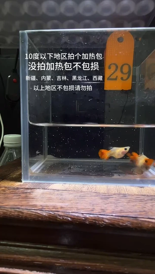 孔雀鱼深海蓝玻璃猫普通体29