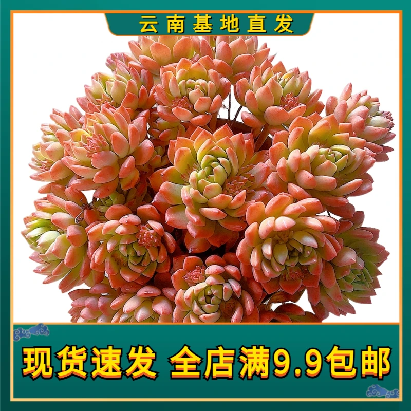 【整桩金丝雀】【满9.9包邮】星花怒放阳台露台办公多肉植物栽种养护