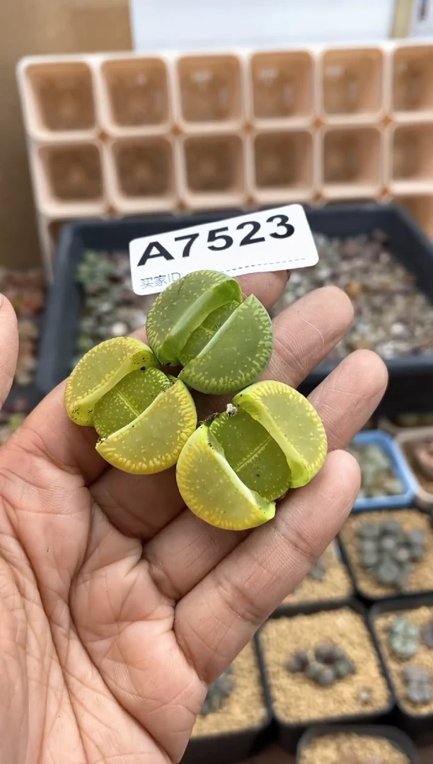【闪购商品】7523直播间一物一拍链接