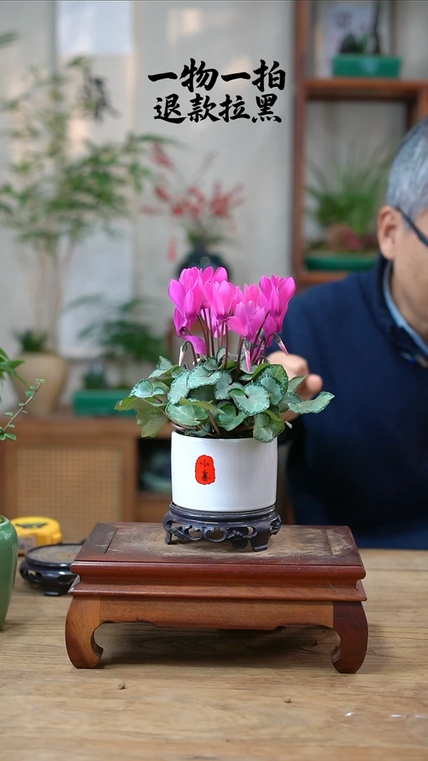 完全开放水**成仙客来185