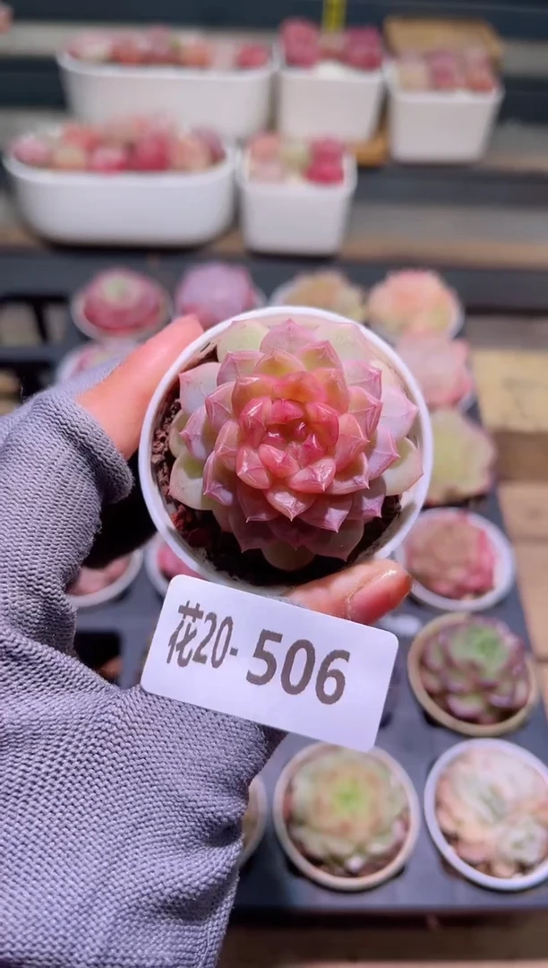 【闪购商品】20-506新品