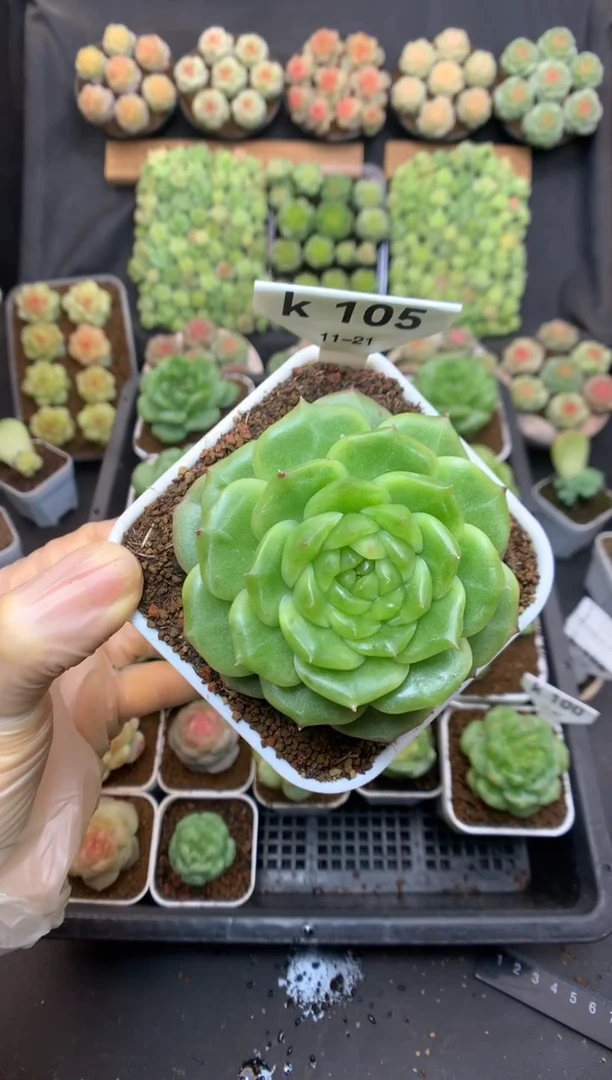 k105 东云珍妮 脱土发 29.9