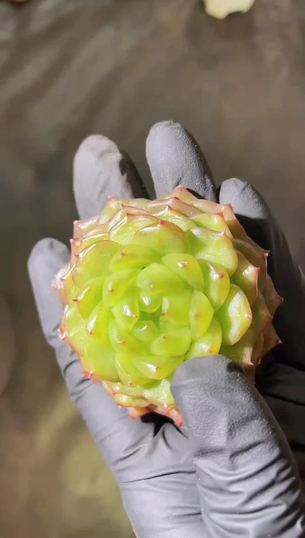 2764 灯泡4-5厘米 量拍发一颗