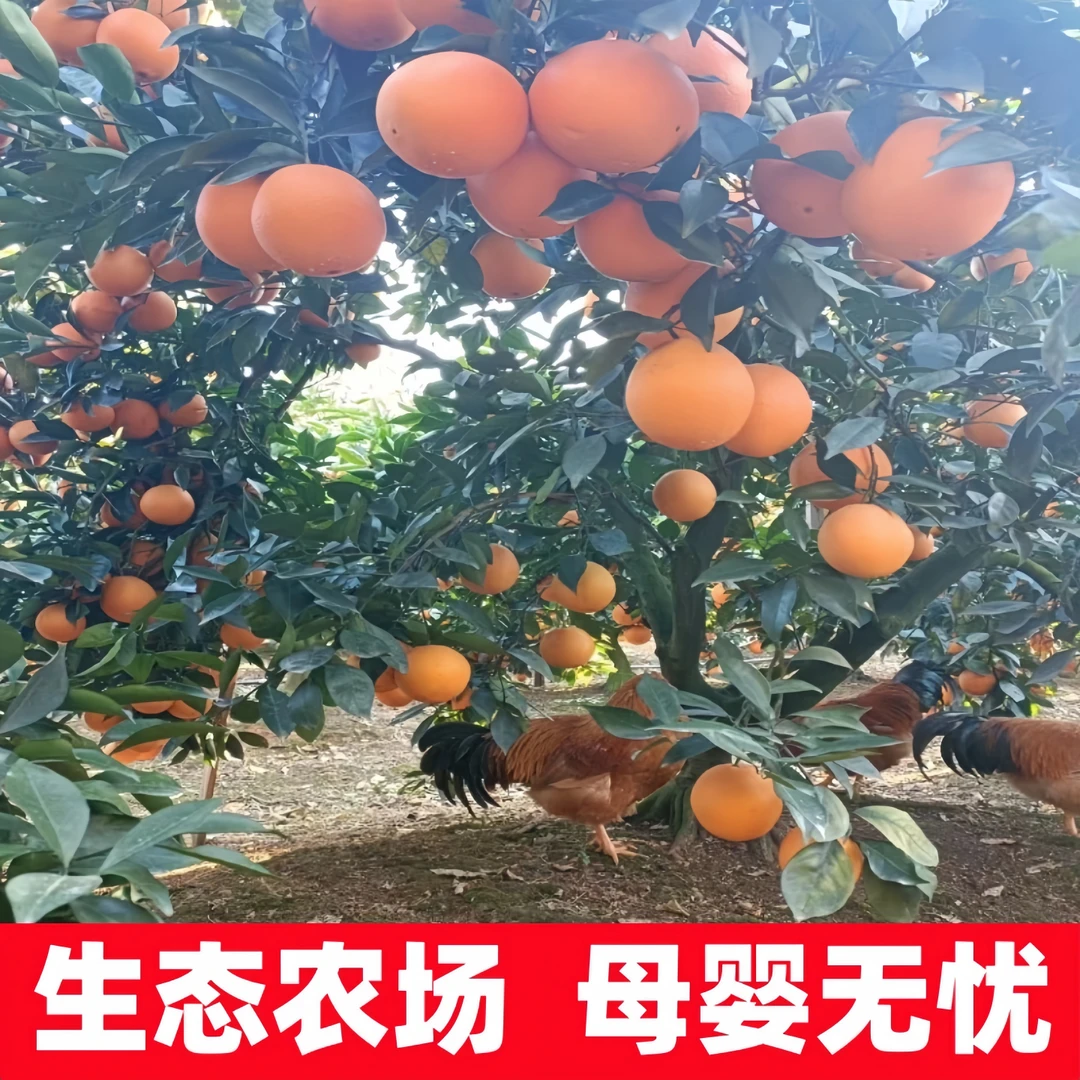 5斤装新鲜现摘江西赣州脐橙当季正宗赣南脐橙果园直发10-20斤橙子