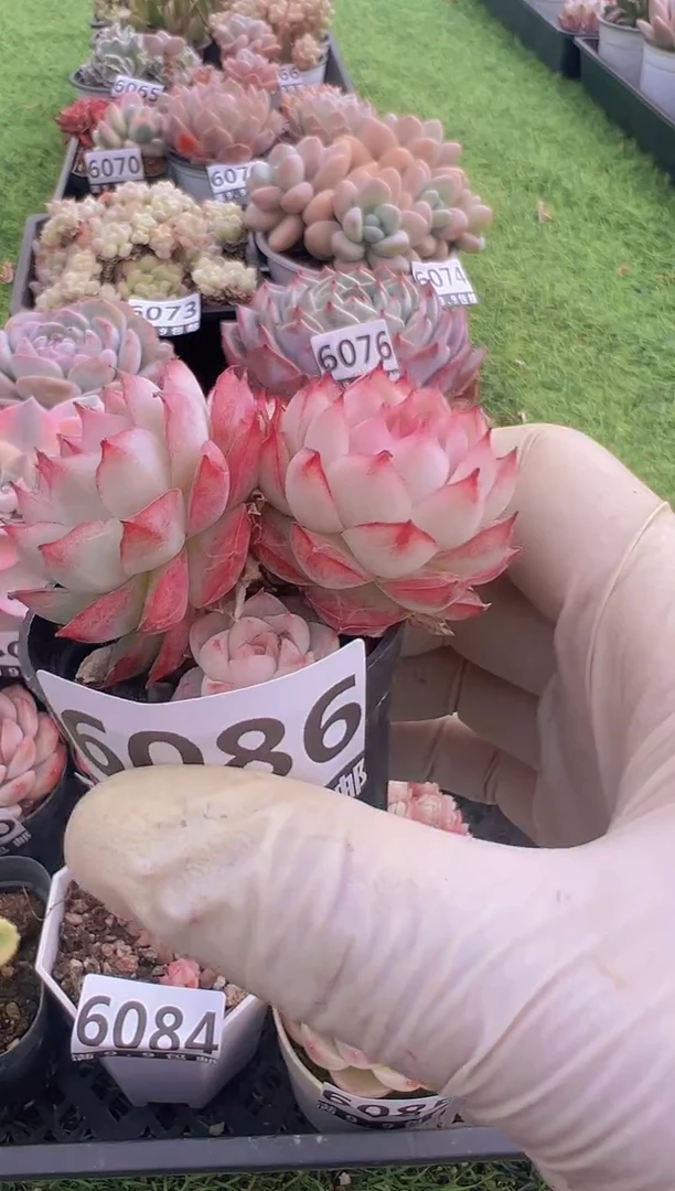 【闪购商品】信福多肉一物一拍