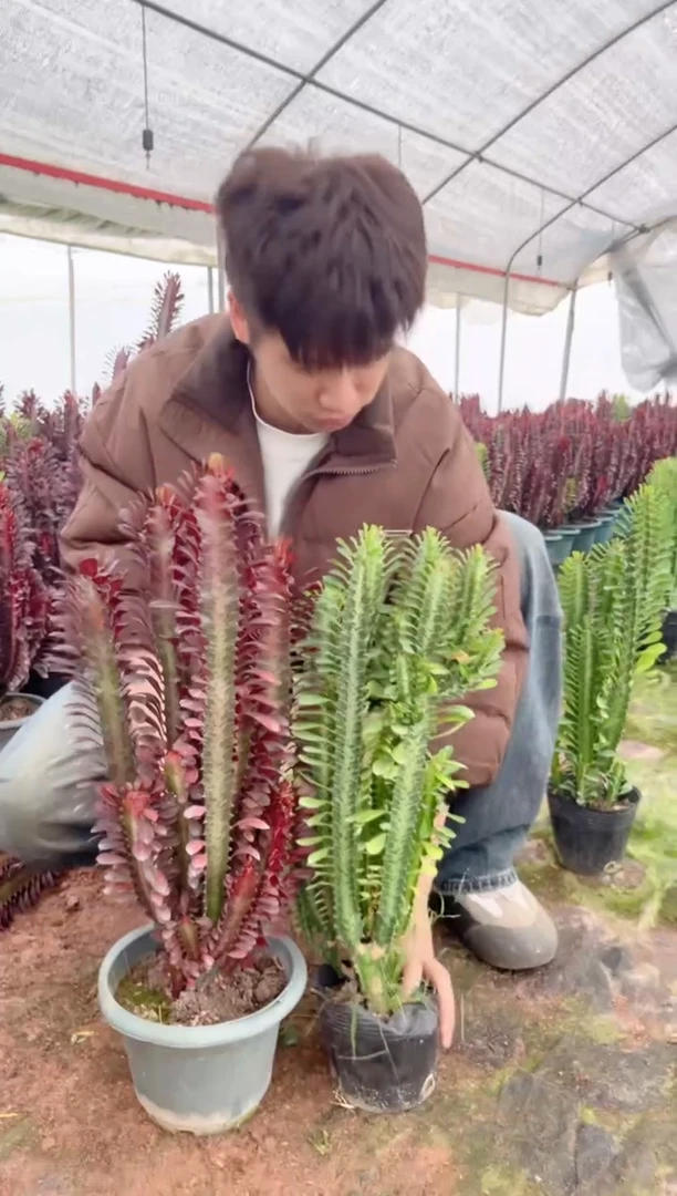 【闪购商品】【紫+绿】龙骨 高30cm 3头起发