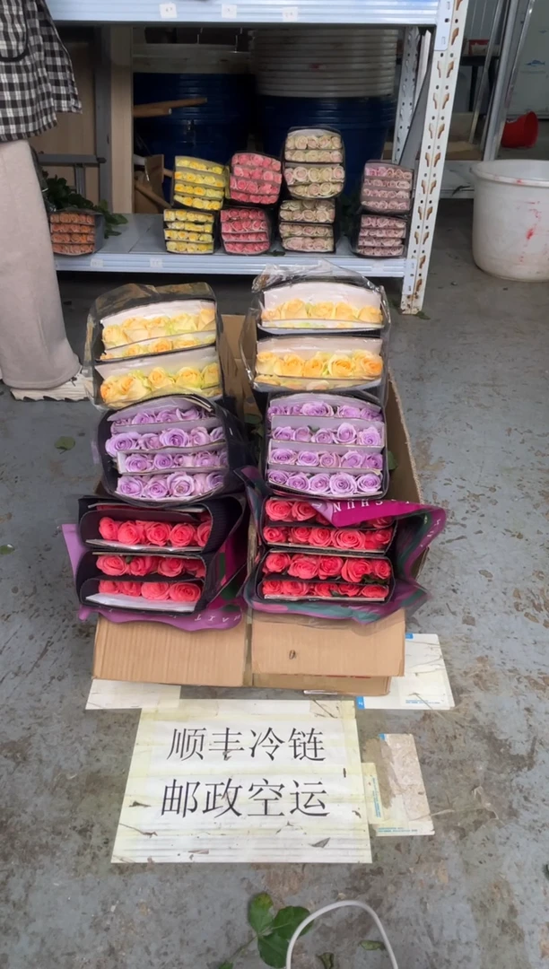 醉梦佳人20枝+ 海洋之歌20枝+香槟20枝