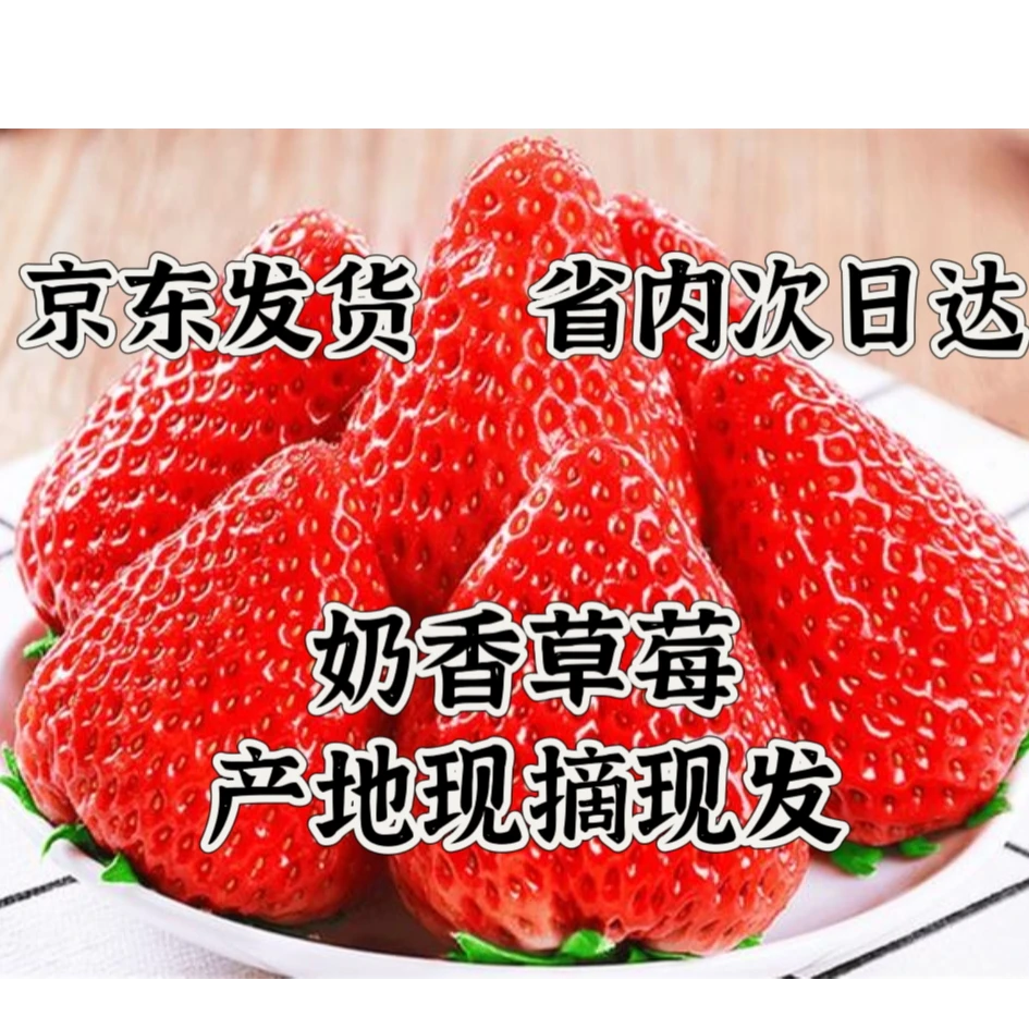 奶香草莓产地直发