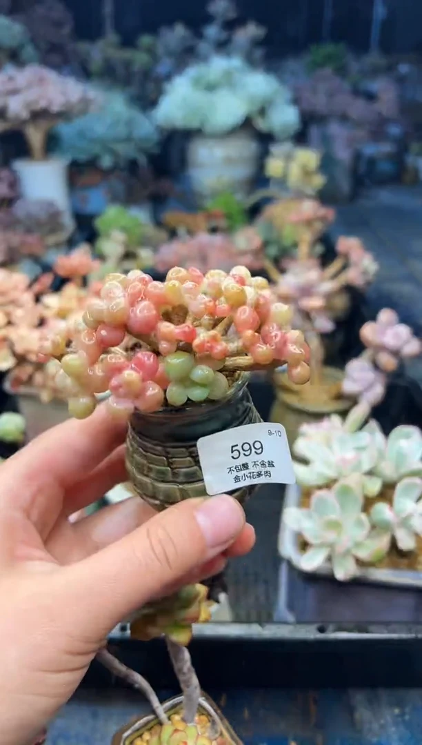 菀****…599 不带盆