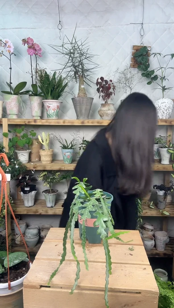 无花朵472鱼骨令箭育苗盆