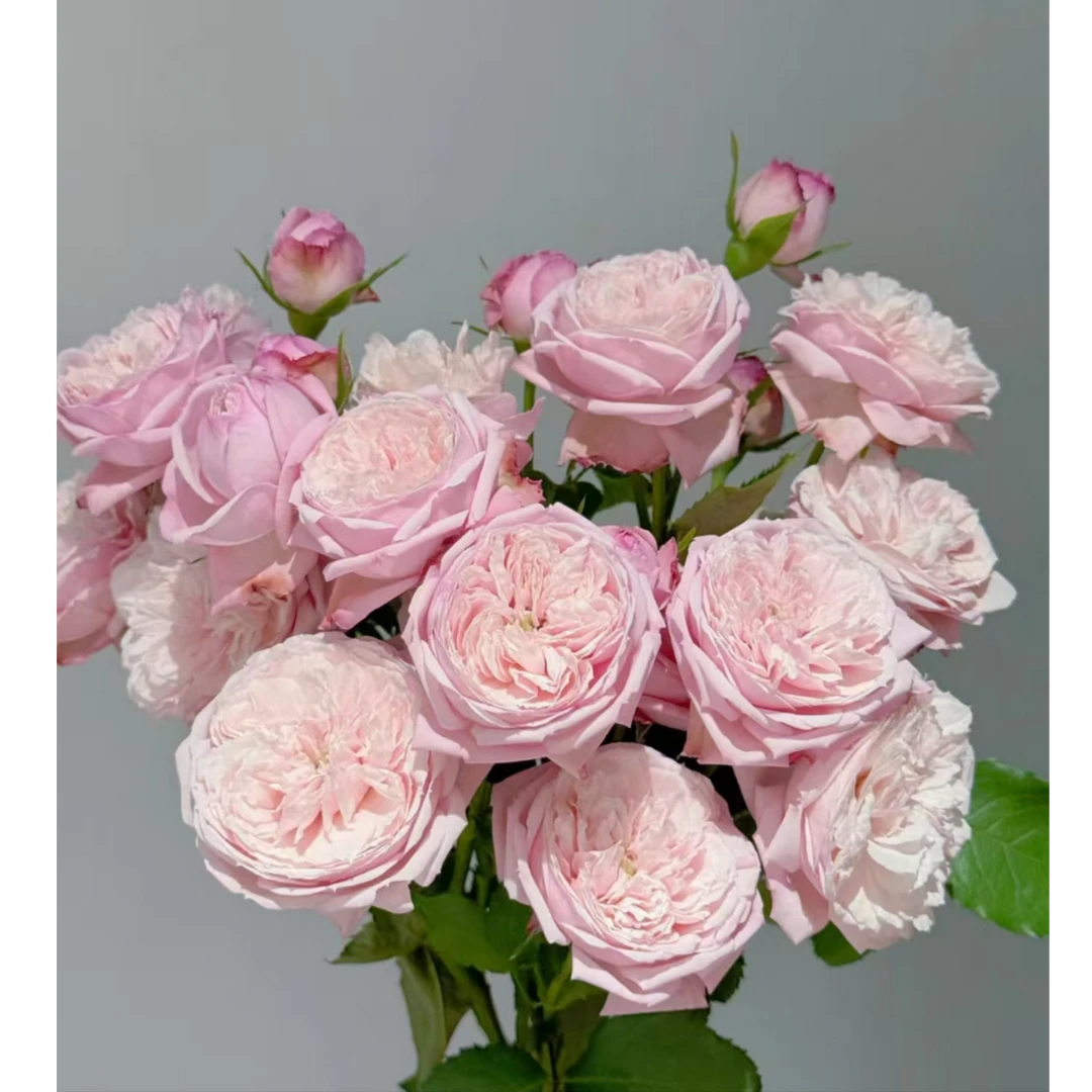 【明日爱】多头玫瑰家用鲜花/花束  云南鲜花基地直发