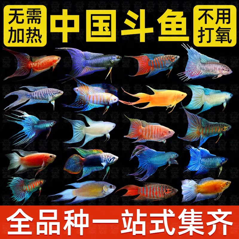 中国斗鱼改良普无纹蓝蓝蛇国斗免打氧免过滤好养耐活