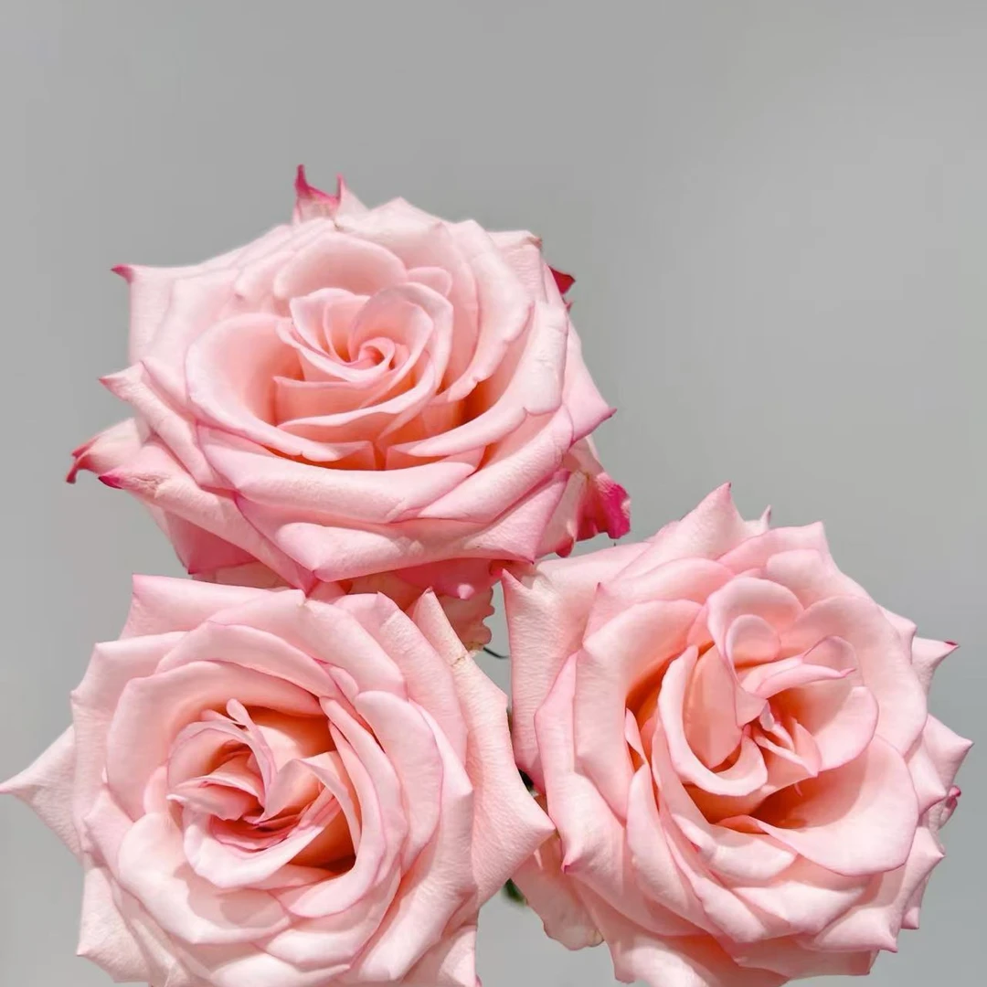 罗斯琳日本月季  切花灌木勤花耐雨淋抗病性好包对版   无刺