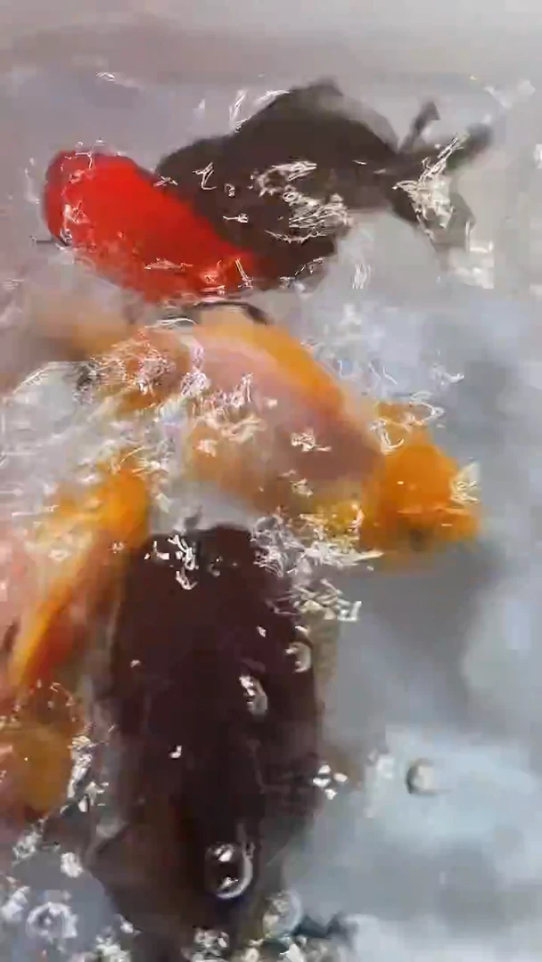 金鱼活体观赏鱼44号