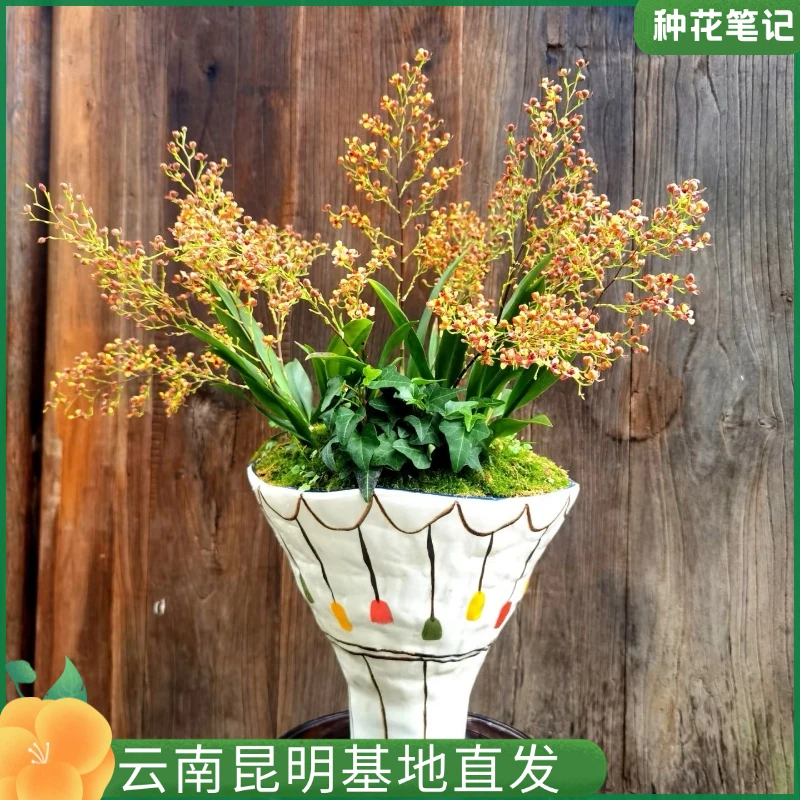 【彩色梦香兰】带花苞兰花苗桌面客厅花卉植物室内花盆栽带香味