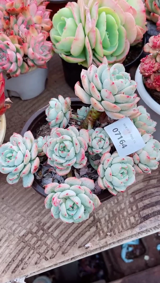 【闪购商品】07164