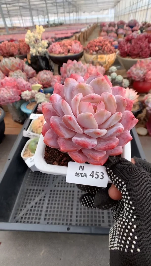 453韩橙多肉植物一物一拍