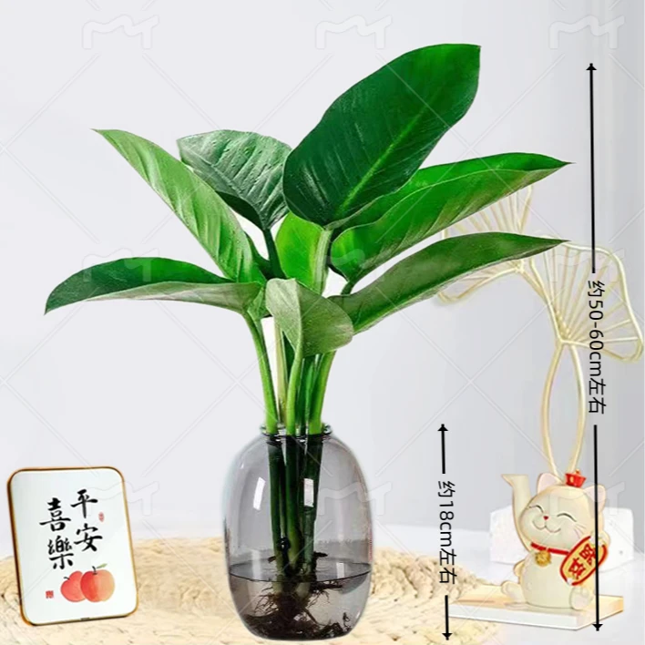 大叶金钻水培绿植【一株50CM-60CM】吸甲醛室内客厅花卉盆栽四季好