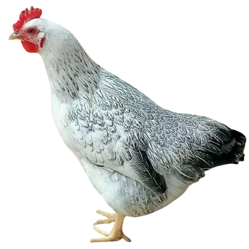 白芦花鸡肉质鲜美共10只整鸡