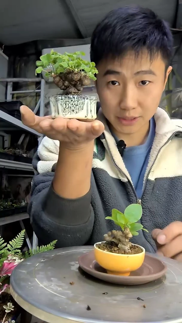 L**i中青园艺一物一拍花191